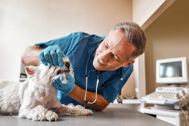 Best Weekend Emergency Dentist in Junction, TX